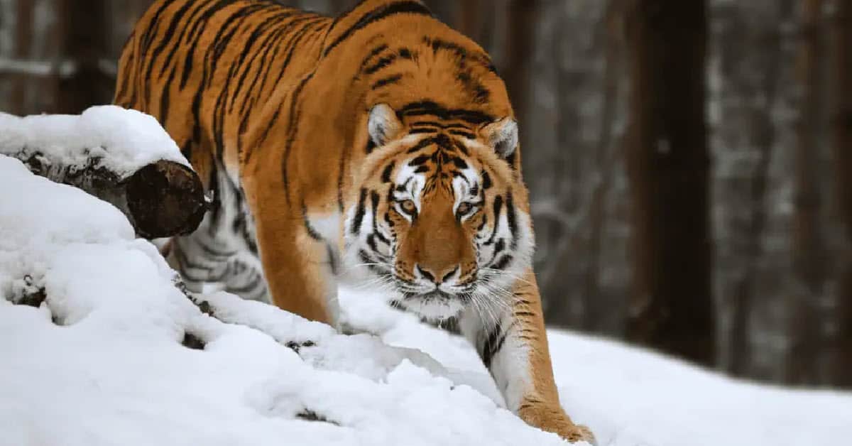 Siberian tiger - a really large cat