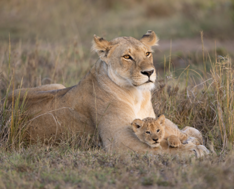 Lion Cubs Behavior Stages Of Growth Photos BigCatsWildCats lion-cubs-behavior-stages-of-growth-photos-bigcatswildcats
