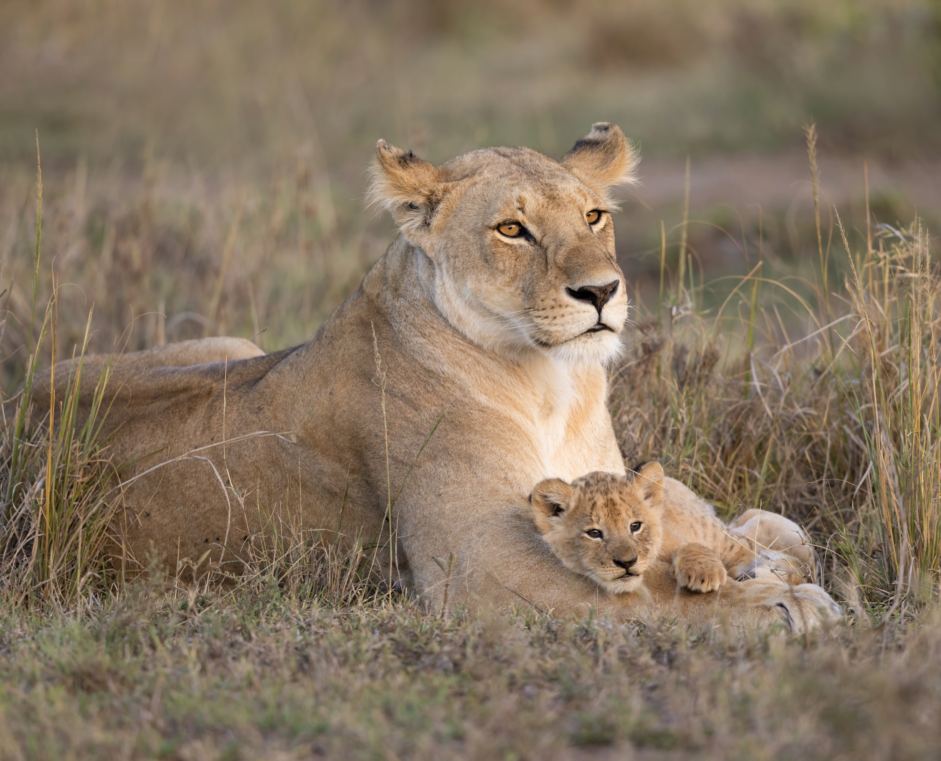 a female lion with a cub