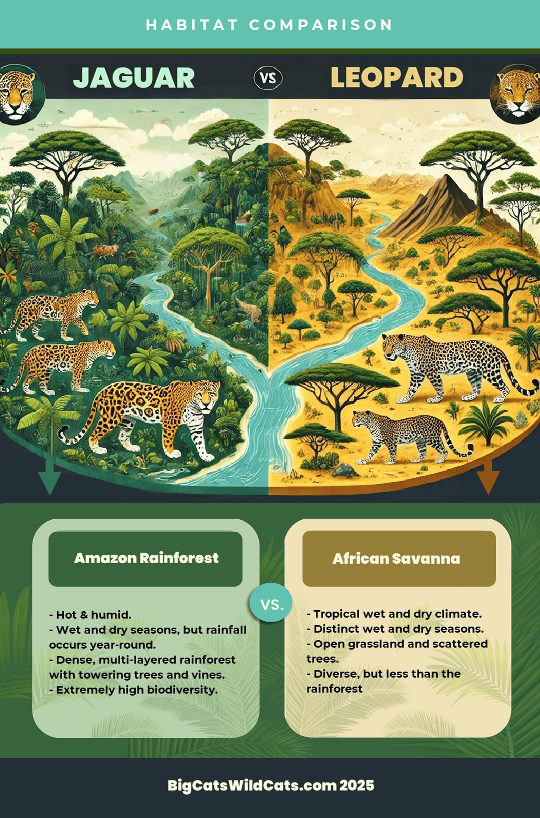 a habitat comparison - jaguar - leopard