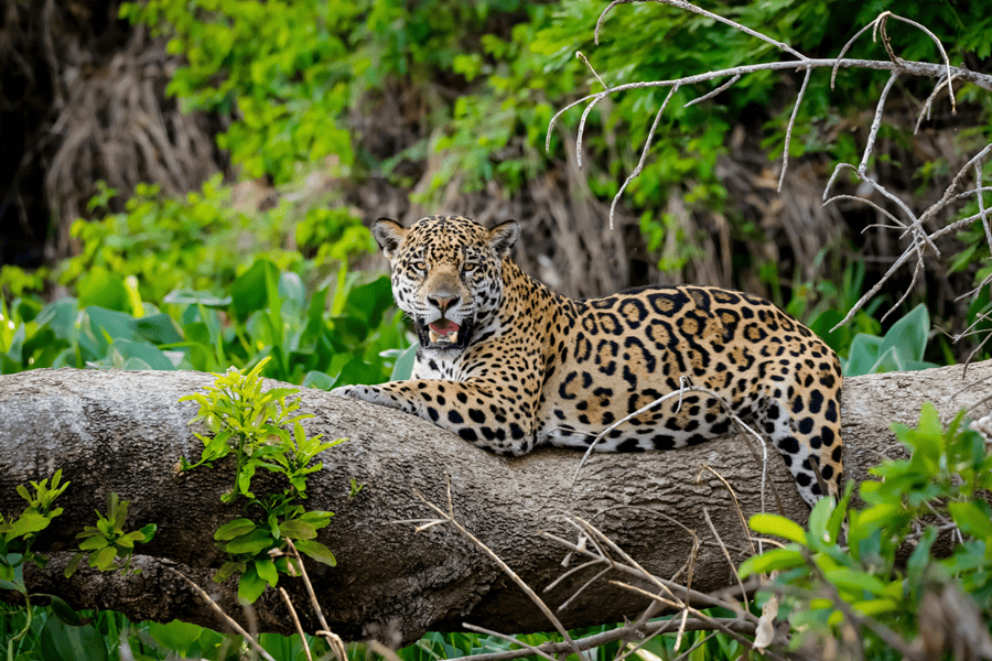 a jaguar sitting on a fallen tree