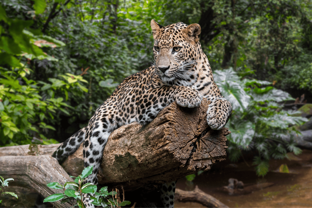 a leopard sitting on a tree stump