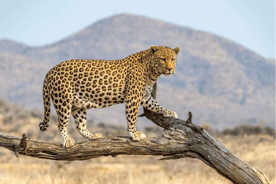 a leopard standing on a tree branch