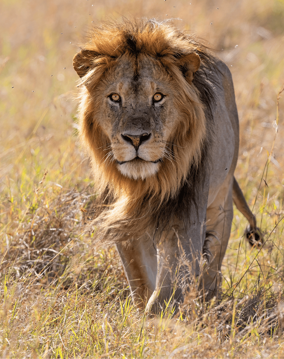 a male lion taking a walk