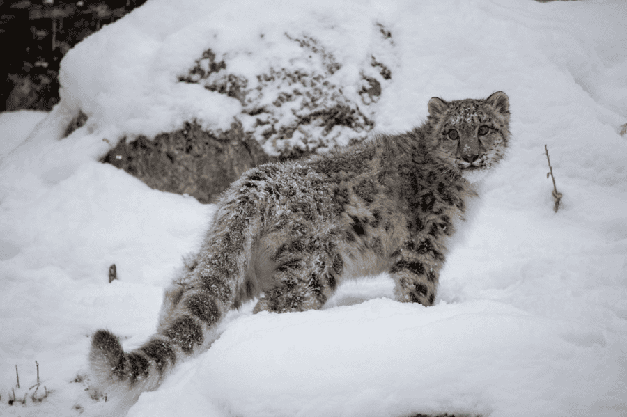 a snow leopard standing in the snow