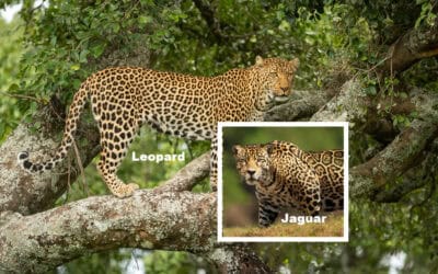 Jaguar vs. Leopard