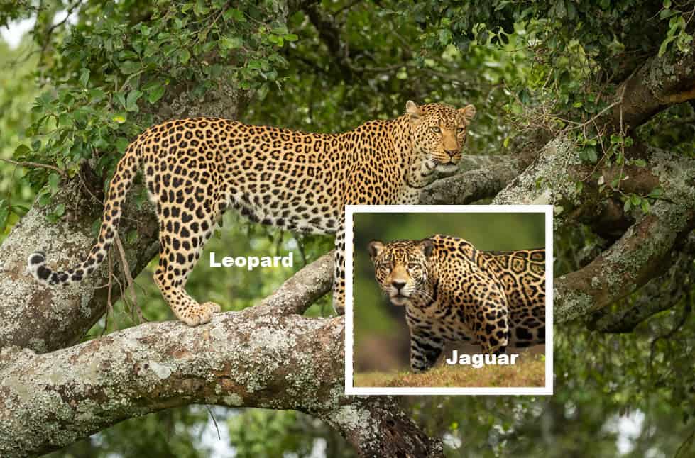 Jaguar vs. Leopard