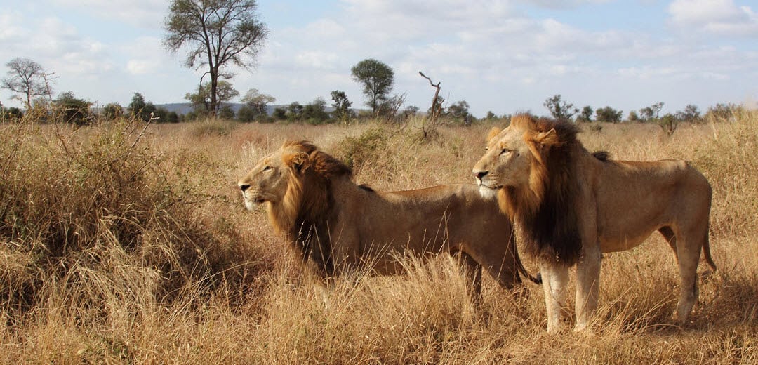 LIons in Africa