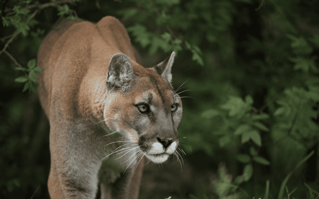 Big Cats in North America