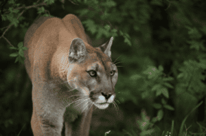 big cats inhabit north america