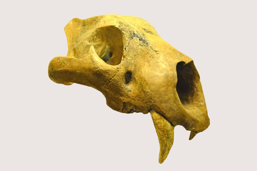 cave lion skull Europe last ice age