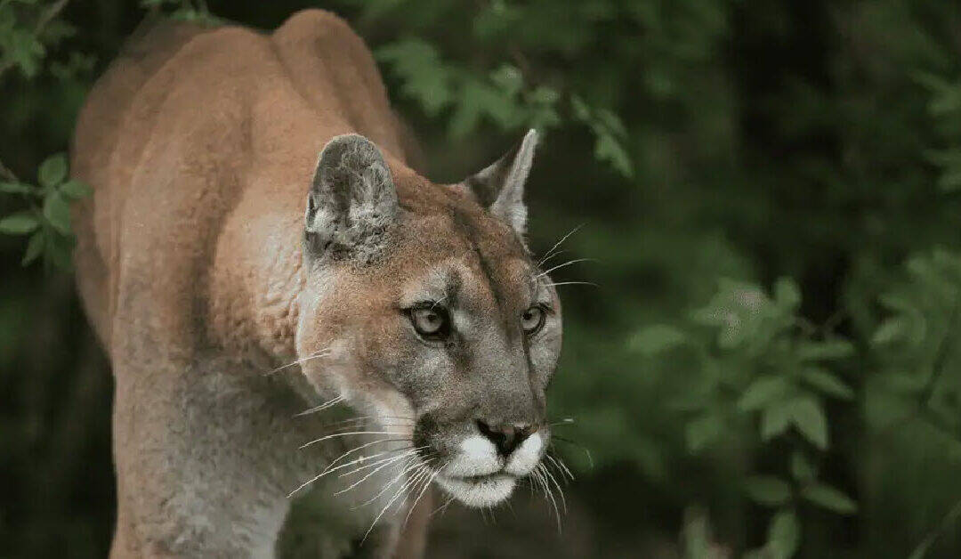 2025 Big Cats in North America Update