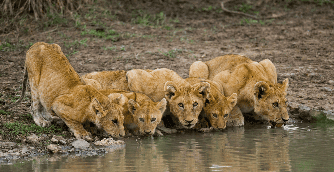 cubs by a pond