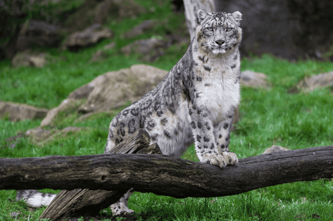 Snow leopard facts