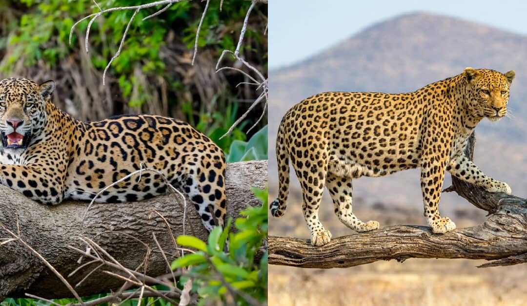 Jaguar vs. Leopard