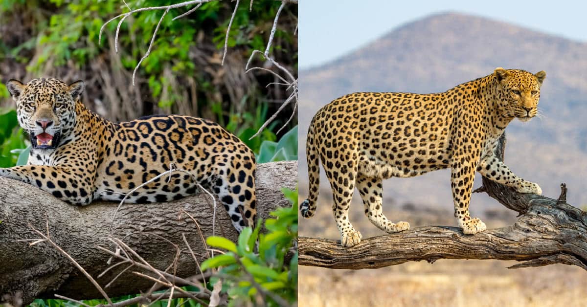 Jaguar Vs Leopard BigCatsWildCats Jaguar Vs Leopard BigCatsWildCats