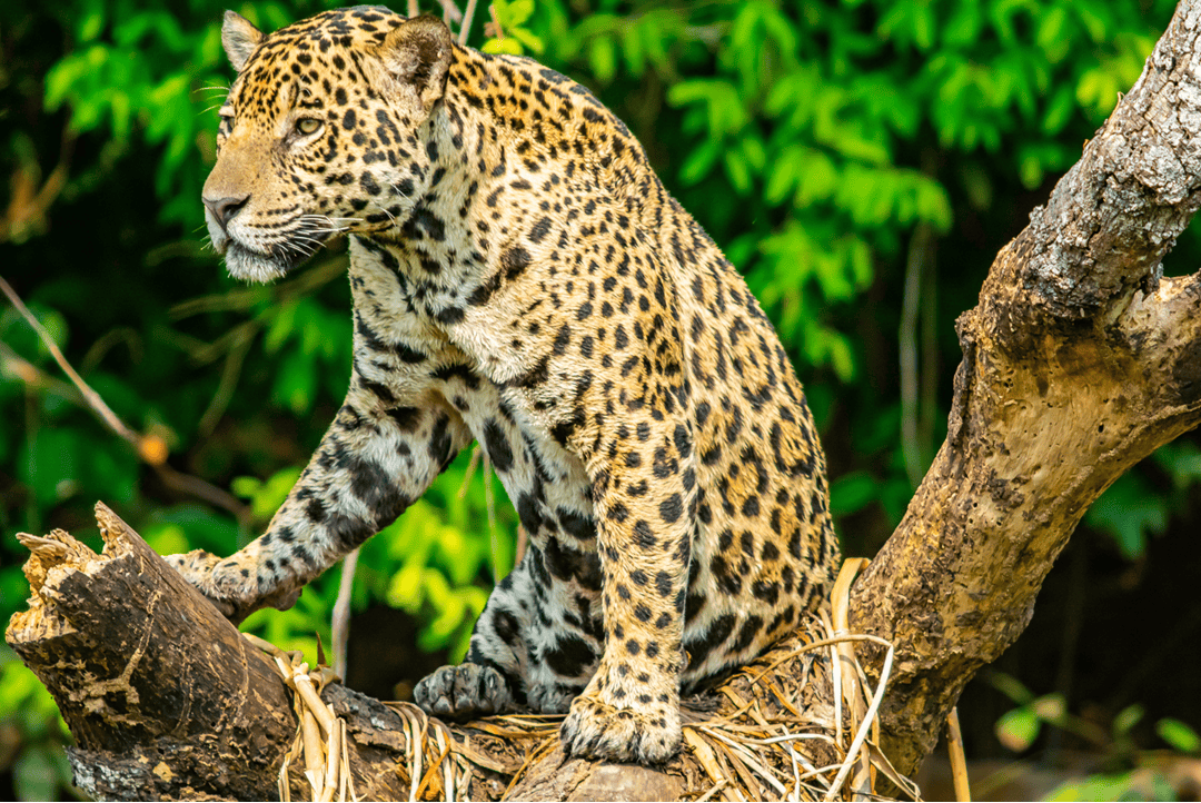 jaguar sitting on a tree stump