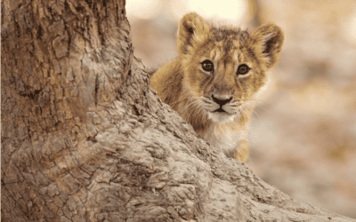 Lion Cubs