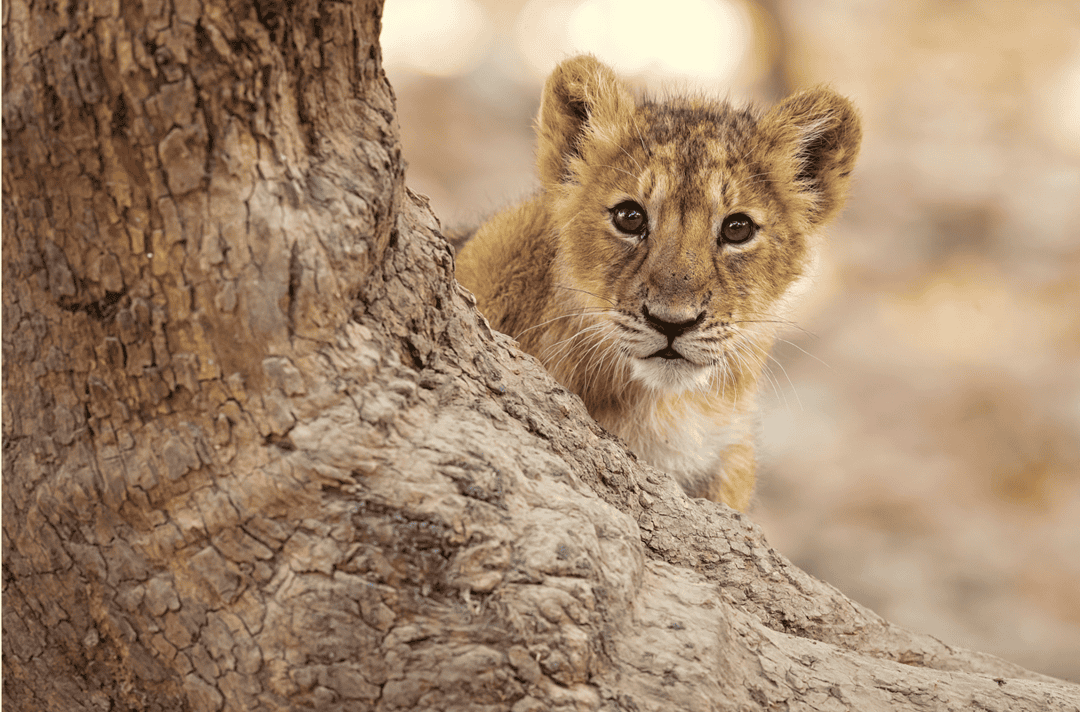 lion cub resting near a tree