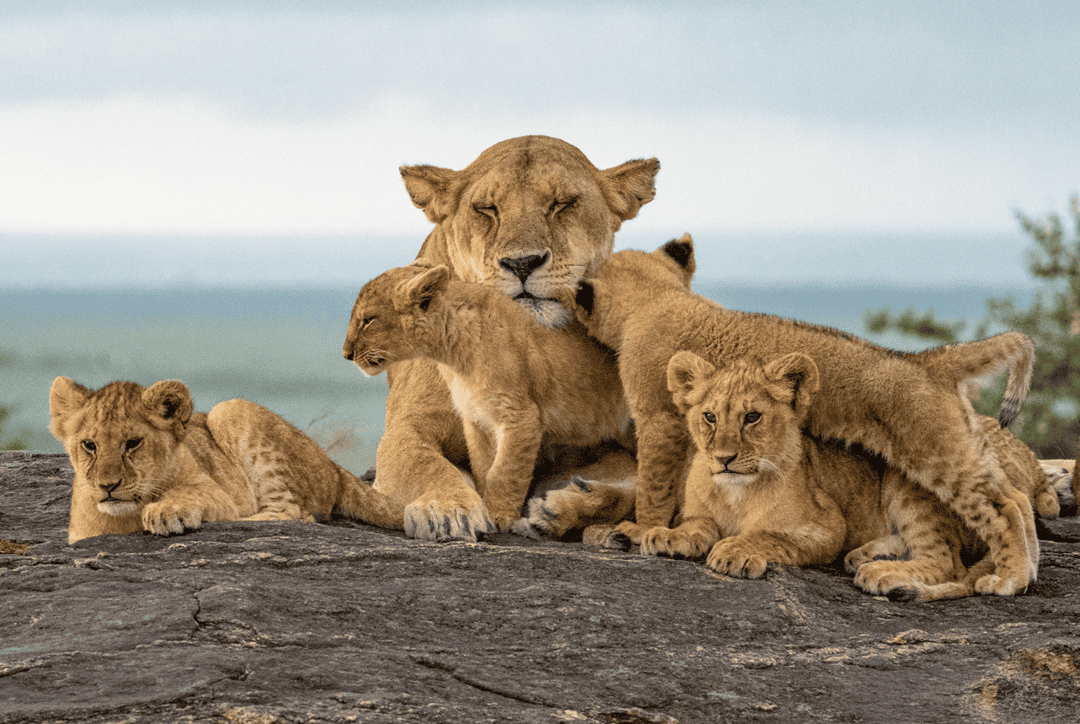 lion cubs family