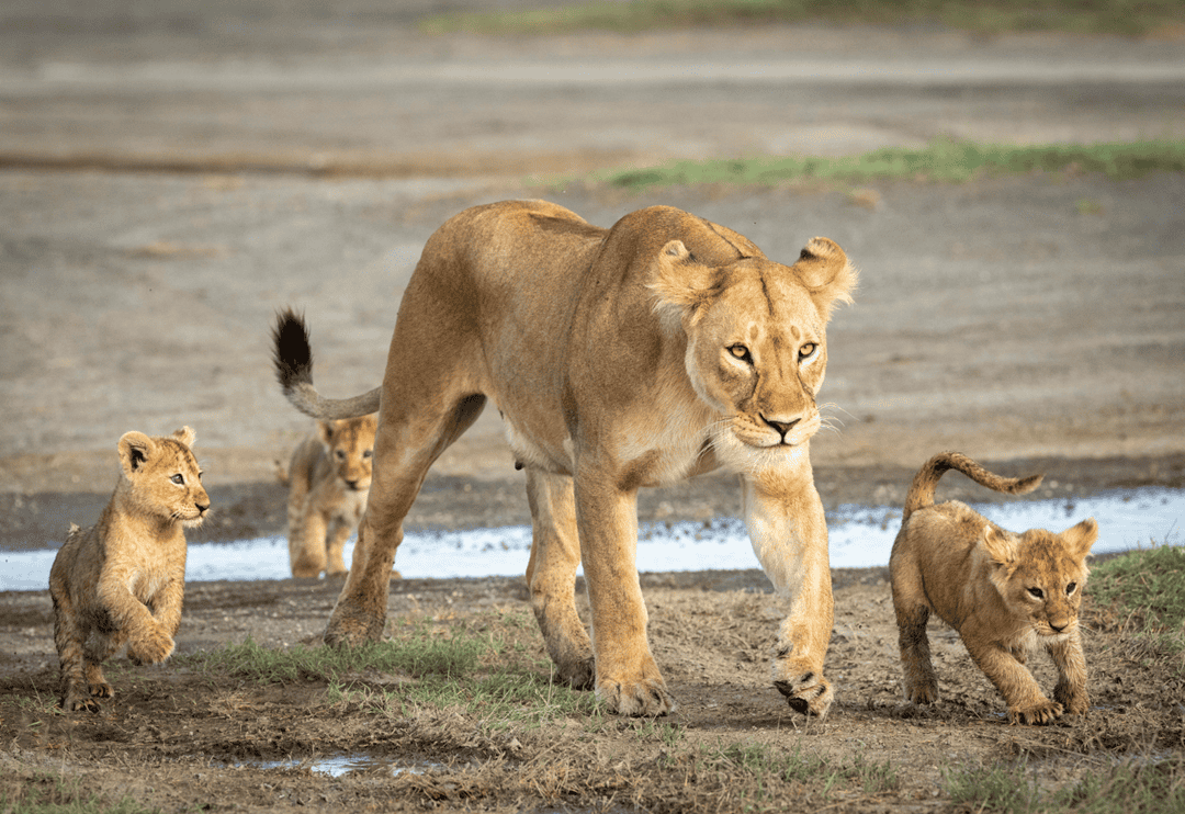 lion cubs with their mom