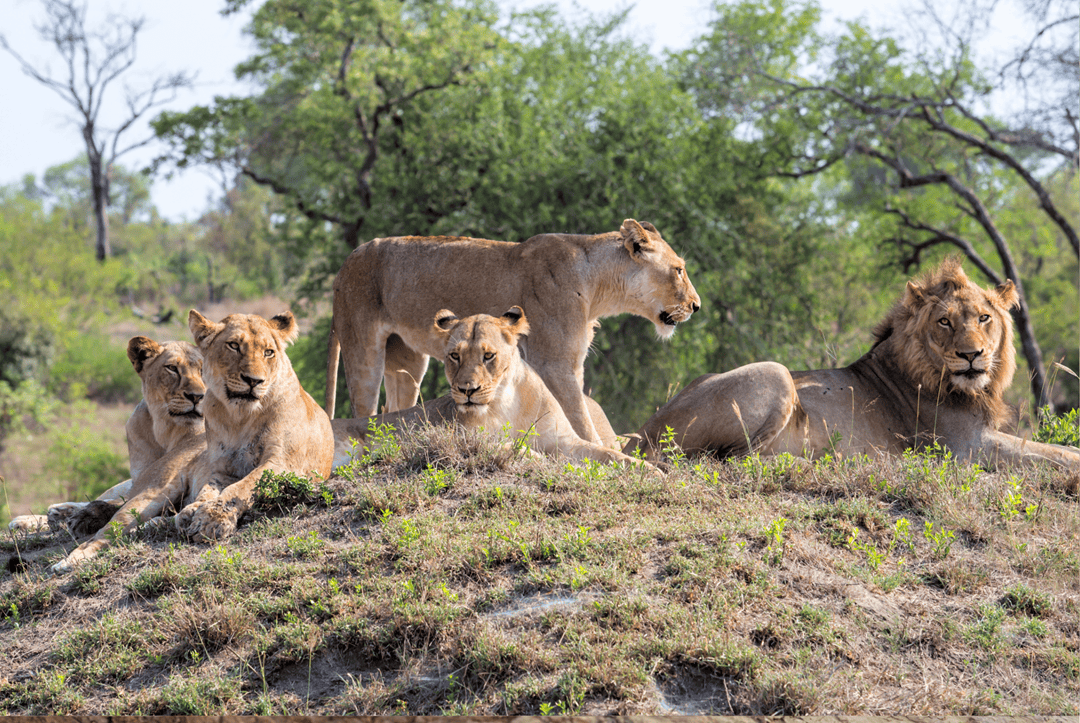 lion pride on a hill