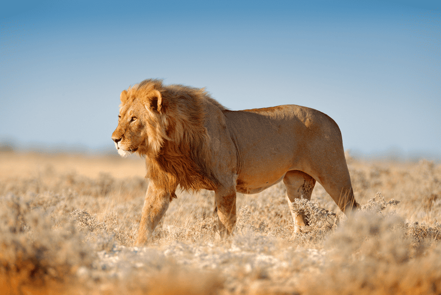 Male African lion walking - Panthera leo