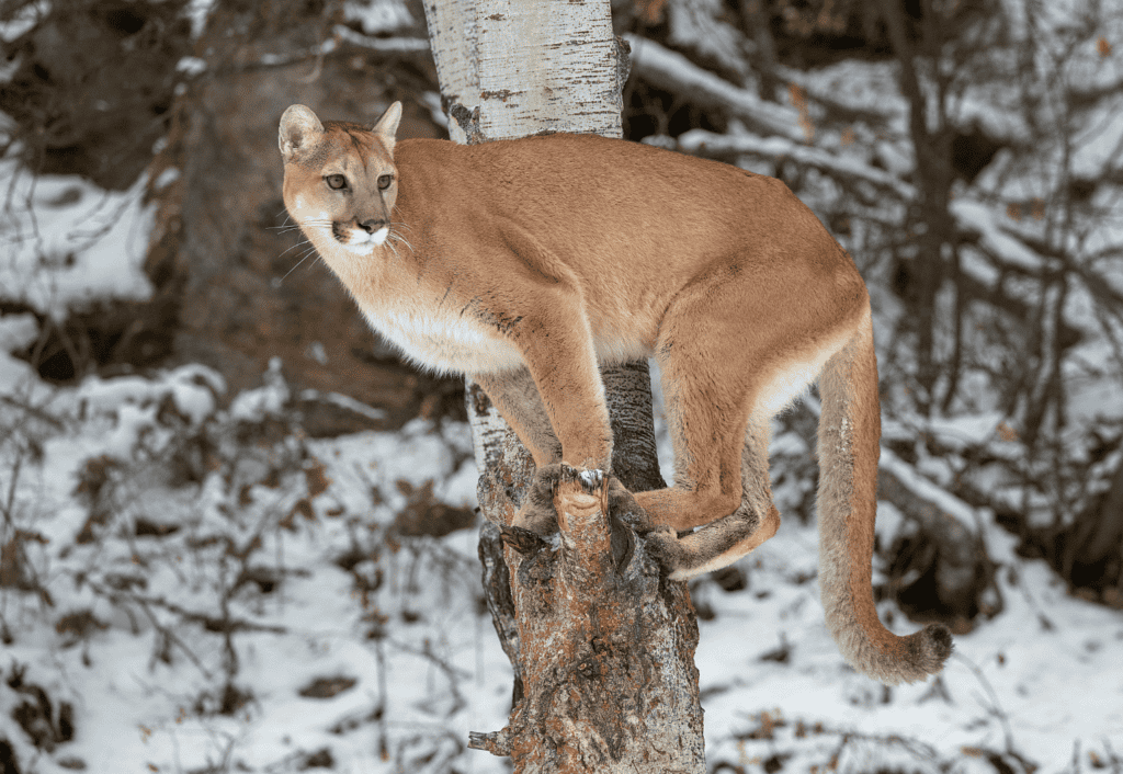 north american cougar is a big cat.