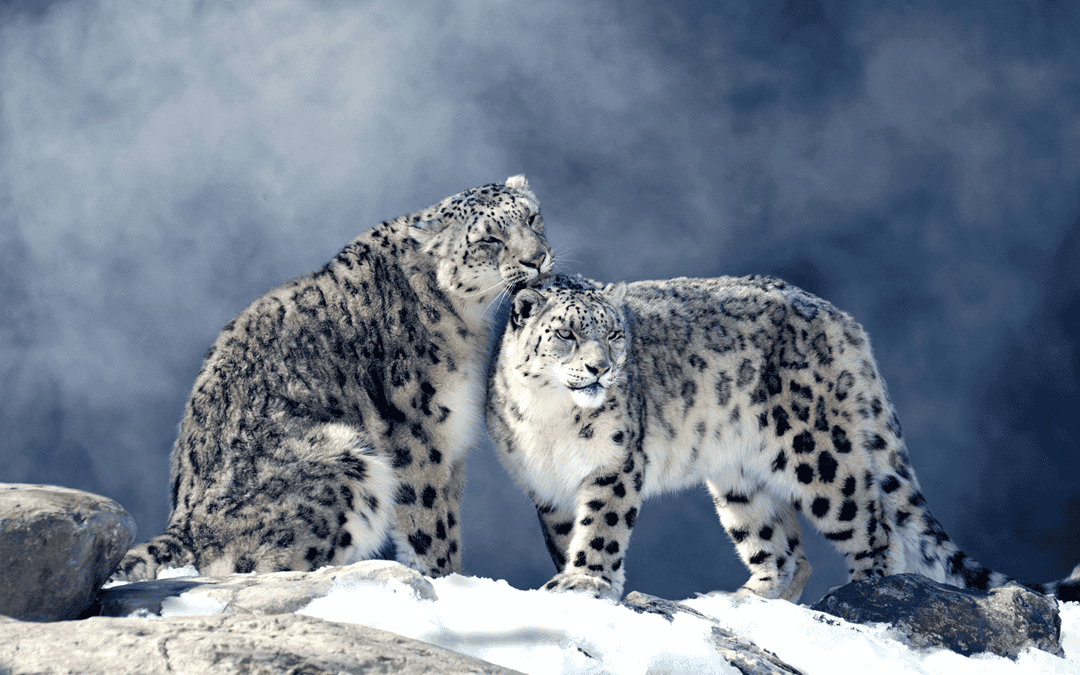 Snow Leopard Facts