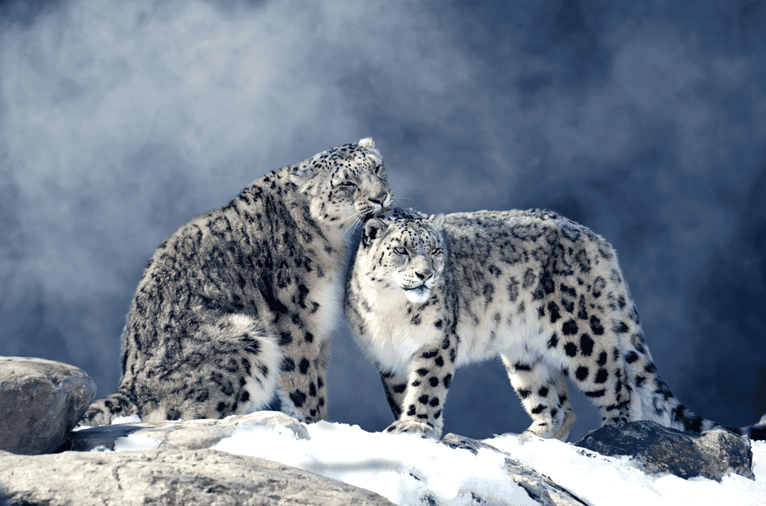 snow leopard - quick facts