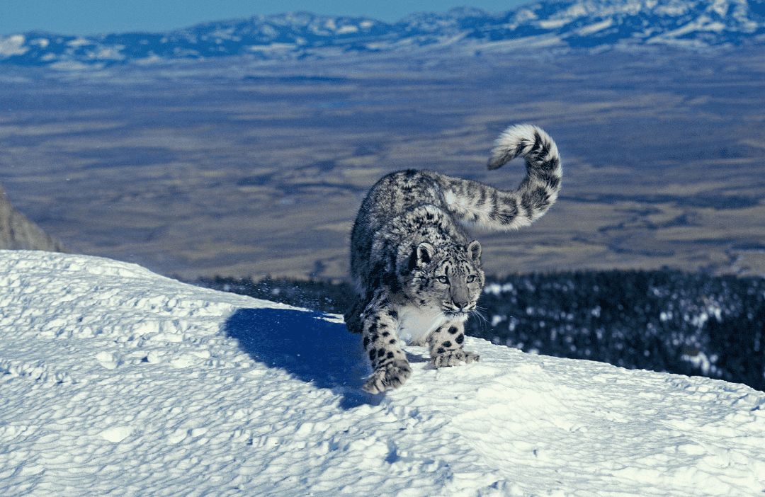 snow leopards hunt in the snow