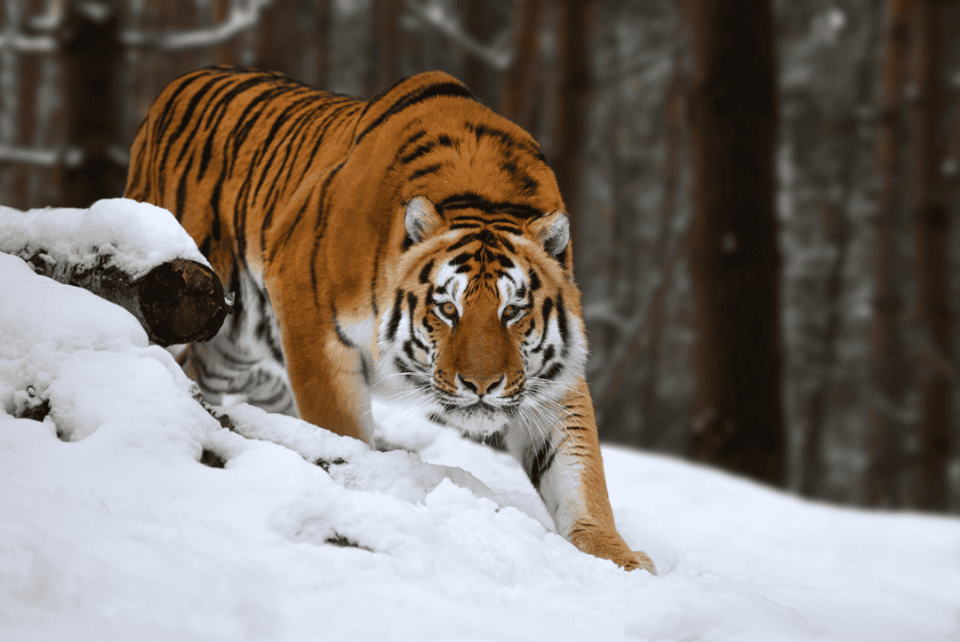 the Siberian tiger is the largest of the big cats