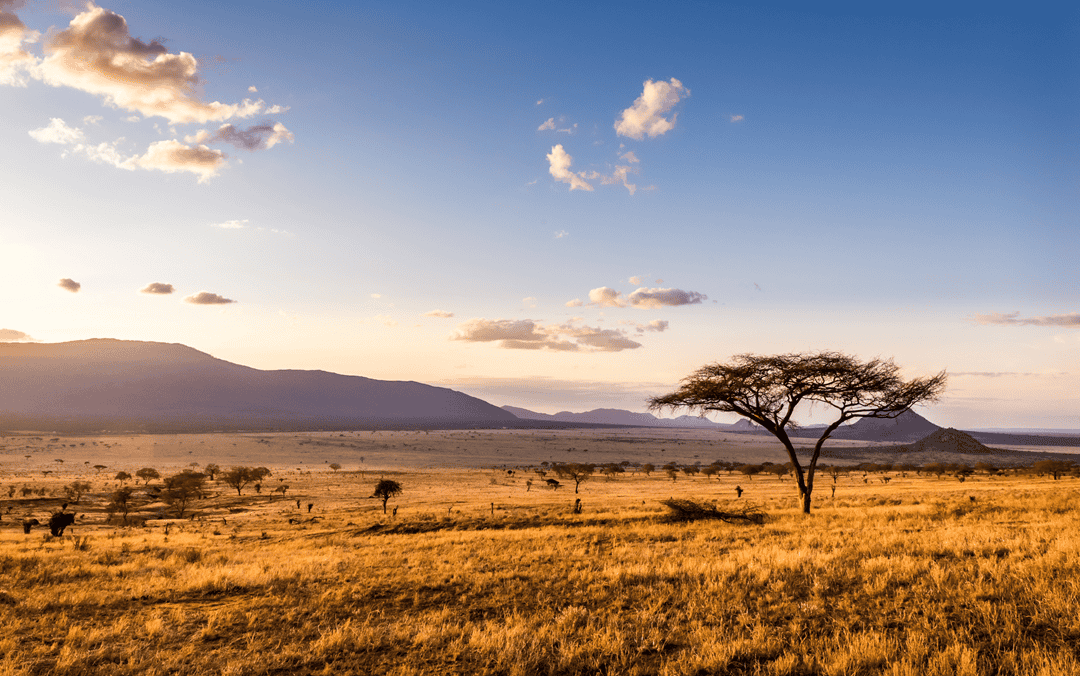 the African savanna