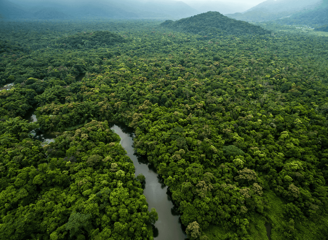 The Amazon rainforest.