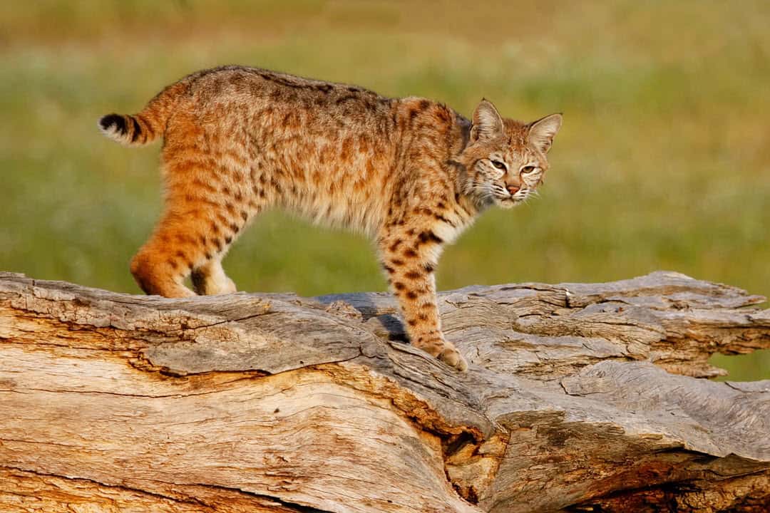 the bobcat in north america