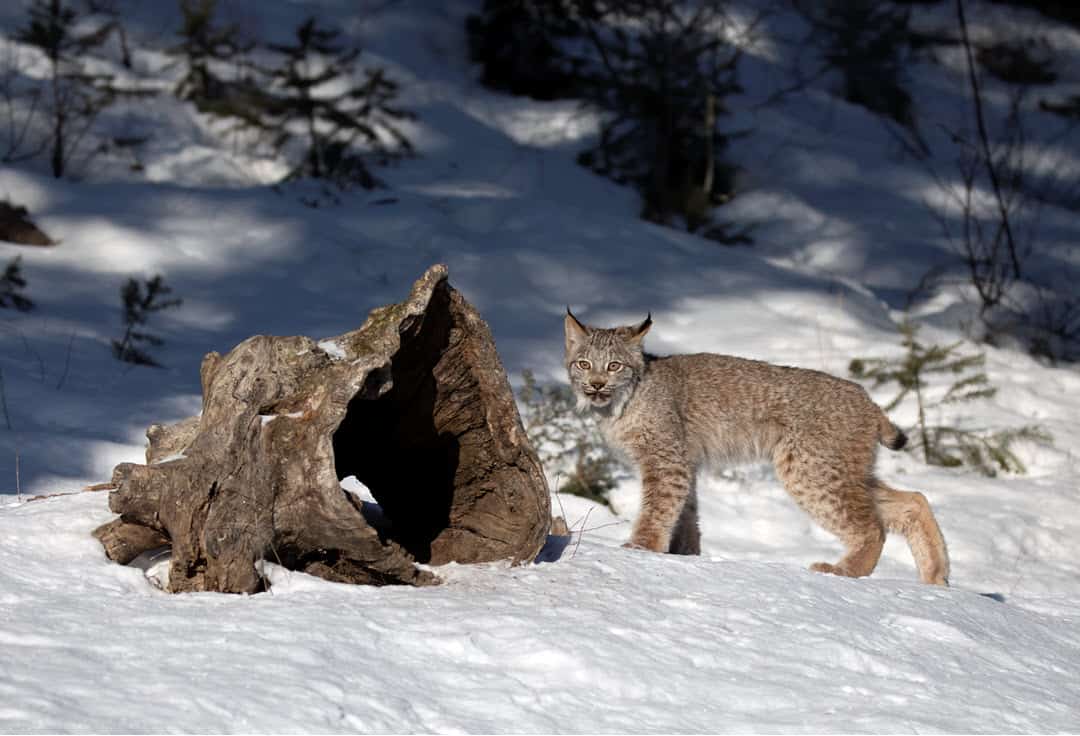 the lynx in north america