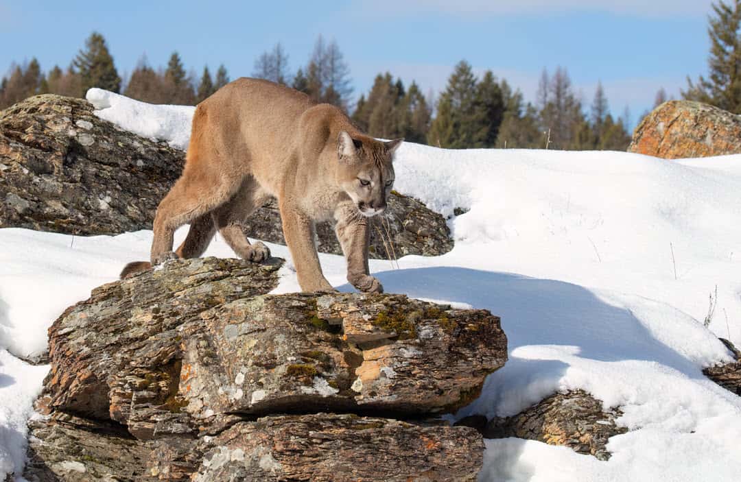 Mountain lions living in North America