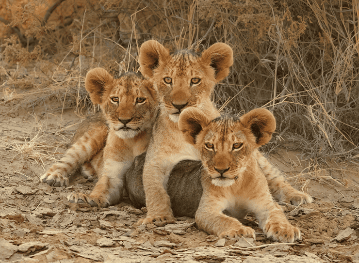 three lion cubs