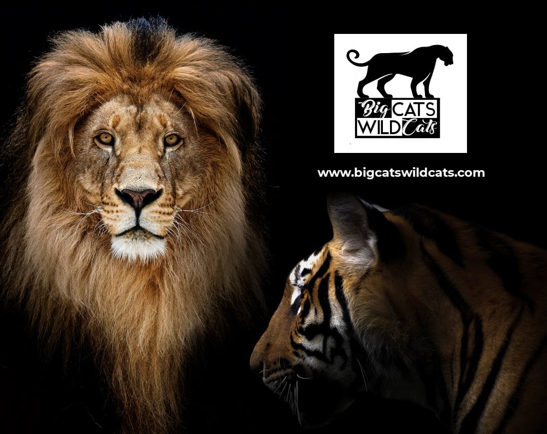 about the bigcatswildcats website