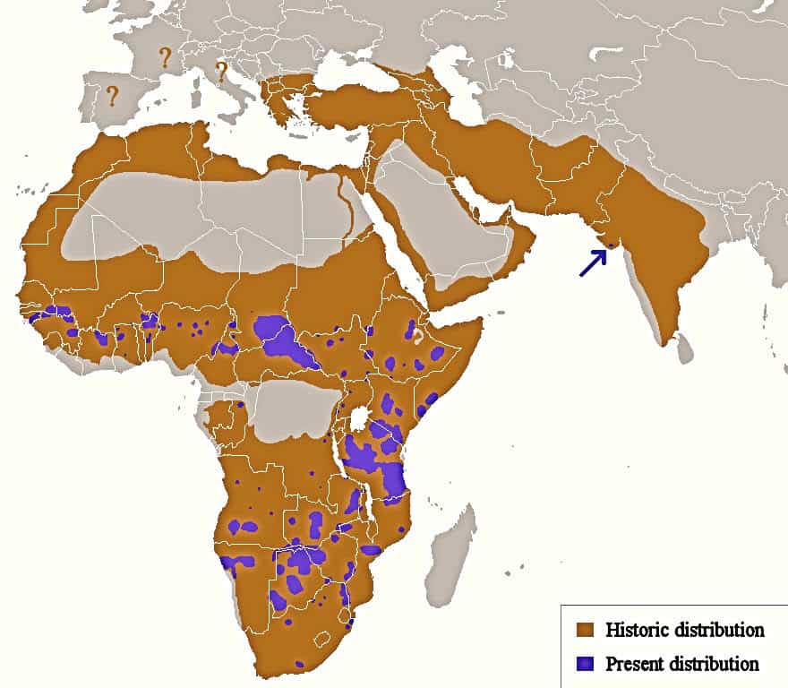 historic and current lion distribution Historic and current lion distribution.