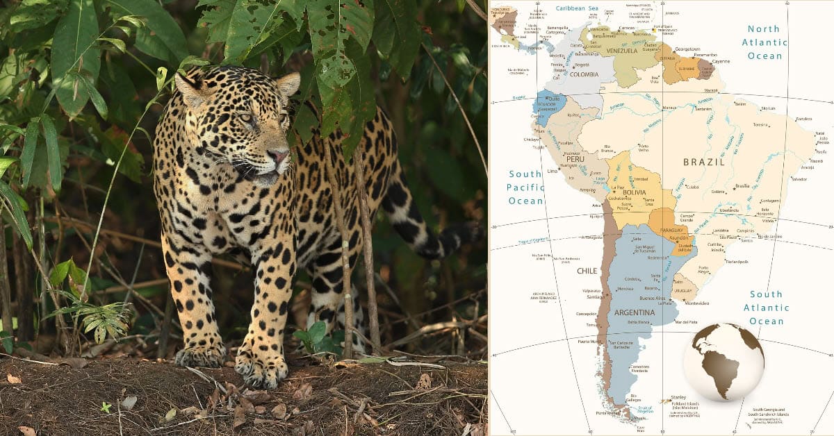 Jaguars in Brazil