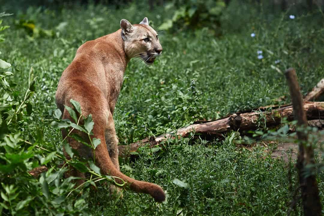 pumas inhabit brazil Pumas inhabit Brazil