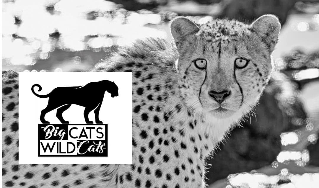 BigCatsWildCats - wild cat education conservation advocacy