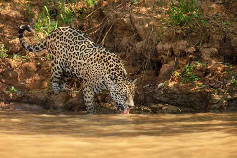 Jaguar in North Pantanal Brazil