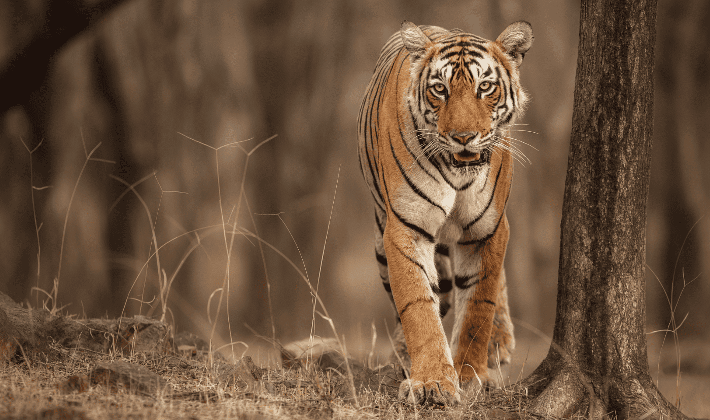 Tiger - big cat kids