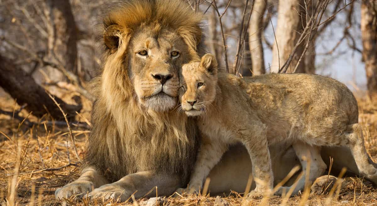 african lion and young lion