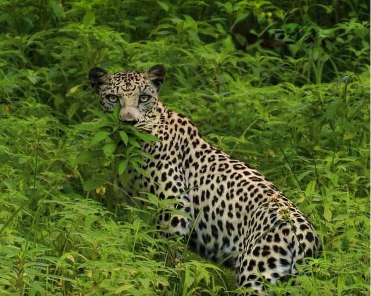 Arabian leopard in Oman