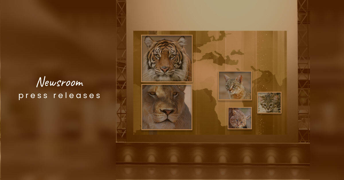 BigCatsWildCats newsroom