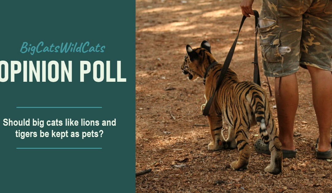New Poll: Majority Say Big Cats Don’t Belong in Homes