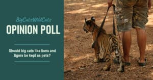 Opinion Poll - Should big cats be kept as pets?